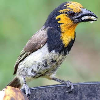 Lybius torquatus (Black-collared barbet) 