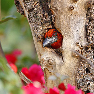Lybius torquatus (Black-collared barbet)