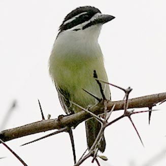 Pogoniulus bilineatus (Yellow-rumped tinkerbird, Golden-rumped tinker barbet) 