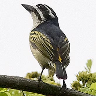 Pogoniulus bilineatus (Yellow-rumped tinkerbird, Golden-rumped tinker barbet) 