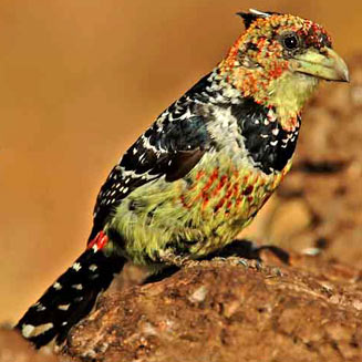 Trachyphonus vaillantii (Crested barbet) 