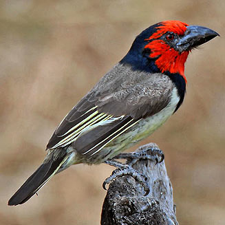 Lybius torquatus (Black-collared barbet) 