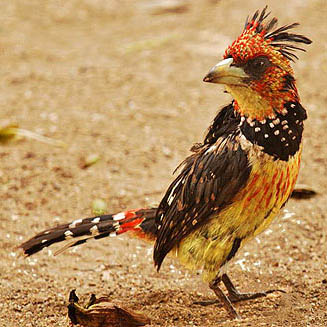 Trachyphonus vaillantii (Crested barbet) 