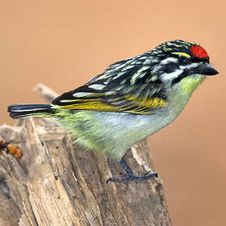 Pogoniulus pusillus (Red-fronted tinkerbird, Red-fronted tinker barbet)