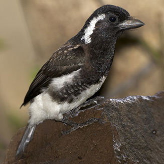 Stactolaema leucotis (White-eared barbet)
