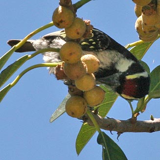 Tricholaema leucomelas (Acacia pied barbet, Pied barbet) 