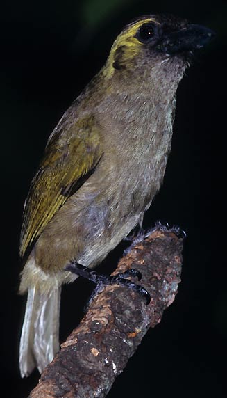 Stactolaema olivacea (Green barbet)