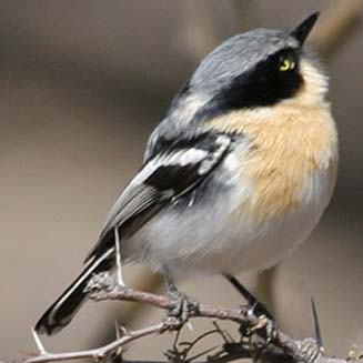 Batis pririt (Pririt batis)