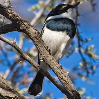 Batis pririt (Pririt batis)
