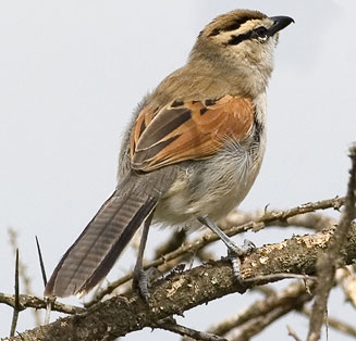 Tchagra australis (Brown-crowned tchagra, Three-streaked tchagra) 
