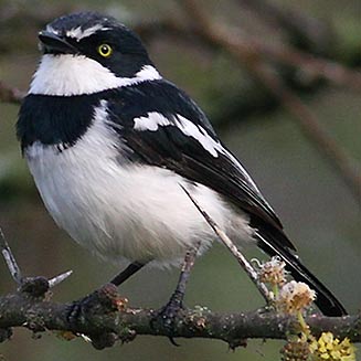 Batis molitor (Chinspot batis)