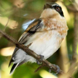 Batis fratrum (Woodwards' batis)