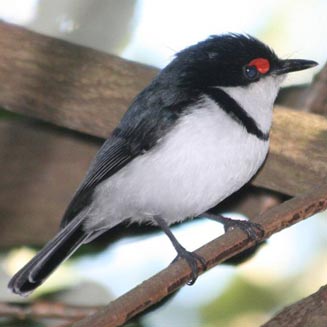 Platysteira peltata (Black-throated wattle-eye, Wattle-eyed flycatcher) 