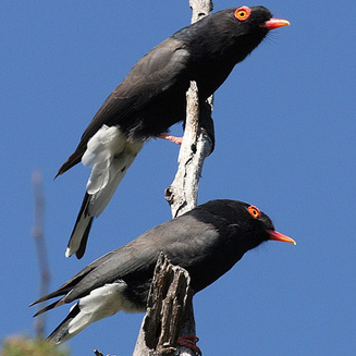 Prionops retzii (Retz's helmet-shrike, Red-billed helmet-shrike) 