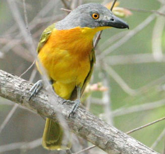 Malaconotus blanchoti (Grey-headed bush-shrike) 
