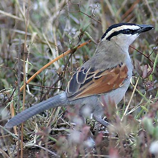 Tchagra senegalus (Black-crowned tchagra)