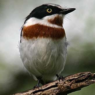 Batis molitor (Chinspot batis) 