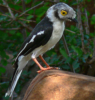 Prionops plumatus (White-crested helmet-shrike, White helmet-shrike)