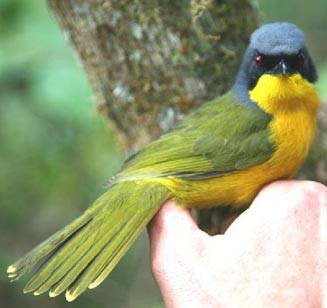 Telophorus nigrifrons (Black-fronted bush-shrike)