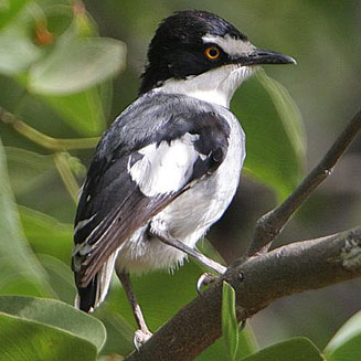 Lanioturdus torquatus (White-tailed shrike)