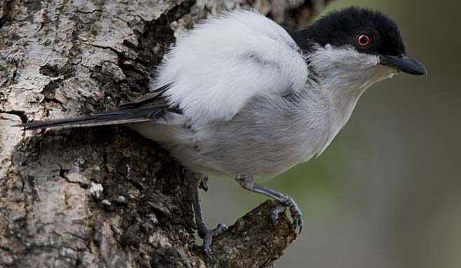 Dryoscopus cubla (Black-backed puffback, Puffback)