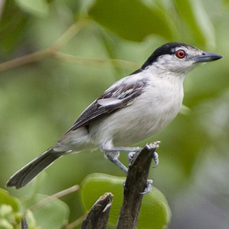 Dryoscopus cubla (Black-backed puffback, Puffback)