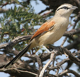 Tchagra australis (Brown-crowned tchagra, Three-streaked tchagra) 