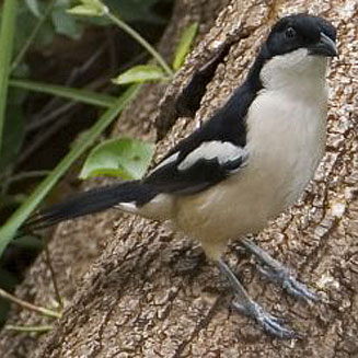 Laniarius aethiopicus (Tropical boubou)