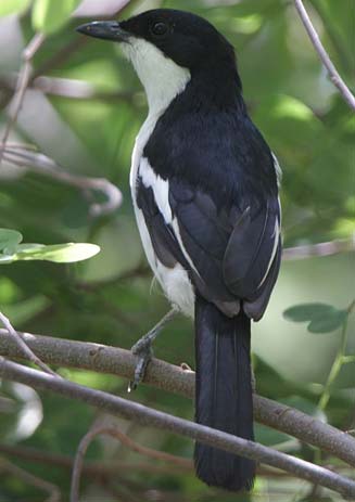 Laniarius bicolor (Swamp boubou) 