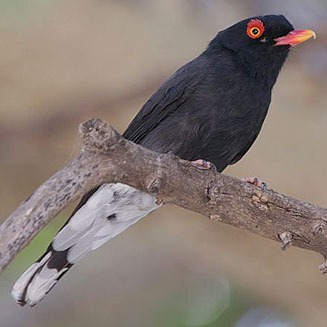 Prionops retzii (Retz's helmet-shrike, Red-billed helmet-shrike)