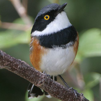 Batis capensis (Cape batis)