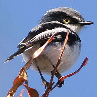 Batis pririt (Pririt batis)