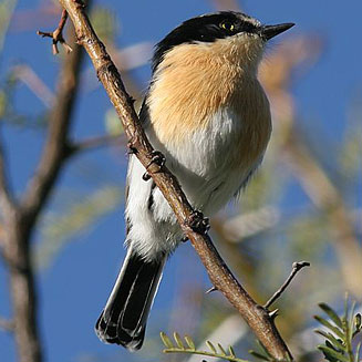 Batis pririt (Pririt batis)