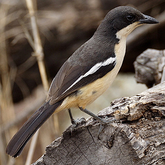 Laniarius ferrugineus (Southern boubou)