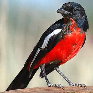 Laniarius atrococcineus (Crimson-breasted shrike, Crimson-breasted boubou)
