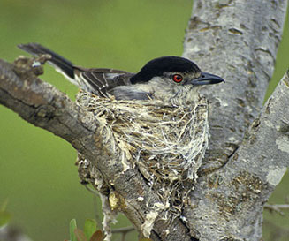 Dryoscopus cubla (Black-backed puffback, Puffback)