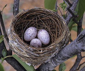 Dryoscopus cubla (Black-backed puffback, Puffback)