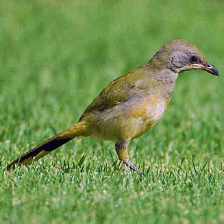 Telophorus zeylonus (Bokmakierie)