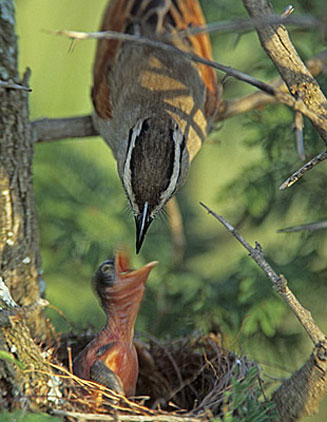 Tchagra australis (Brown-crowned tchagra, Three-streaked tchagra)