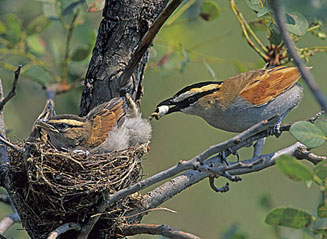 Tchagra senegalus (Black-crowned tchagra)