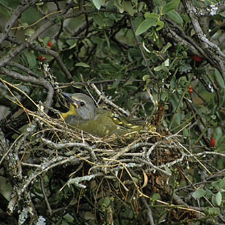 Malaconotus blanchoti (Grey-headed bush-shrike)