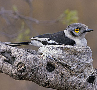 Prionops plumatus (White-crested helmet-shrike, White helmet-shrike)