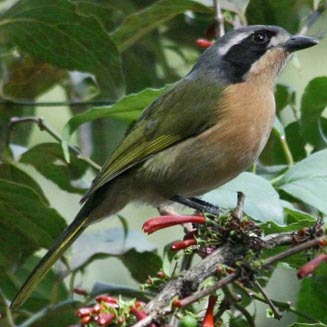 Telophorus olivaceus (Olive bush-shrike)