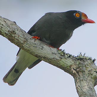 Prionops scopifrons (Chestnut-fronted helmet-shrike)