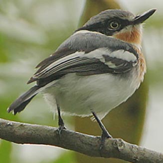 Batis soror (Pale batis, Mozambique batis)