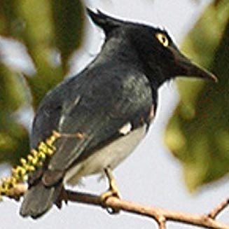 Bias musicus (Black-and-white flycatcher, Vanga flycatcher)