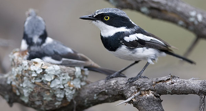Batis molitor (Chinspot batis)