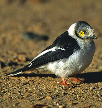 Prionops plumatus (White-crested helmet-shrike, White helmet-shrike) 