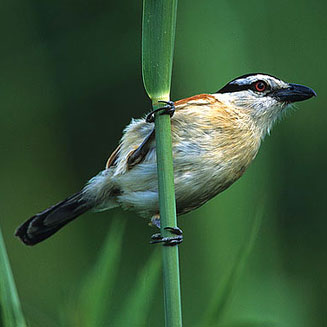 Antichromus anchietae (Anchieta's tchagra, Marsh tchagra) 
