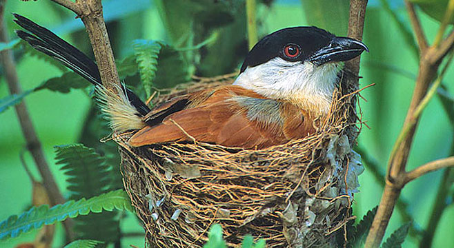 Antichromus anchietae (Anchieta's tchagra, Marsh tchagra) 